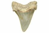 Serrated Angustidens Tooth - Megalodon Ancestor #370061-1